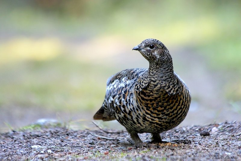 Tétras du Canada / Spruce Grouse