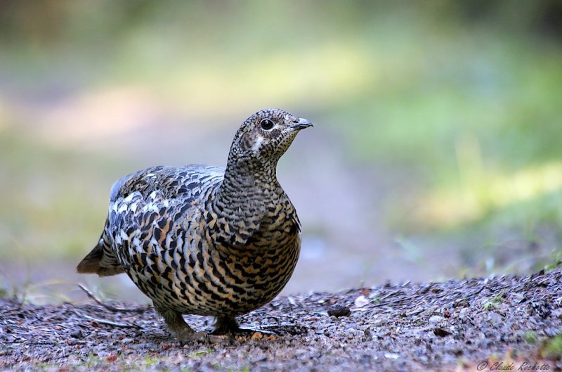 Tétras du Canada / Spruce Grouse