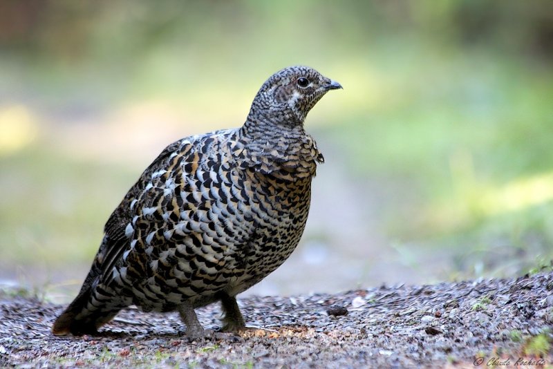Tétras du Canada / Spruce Grouse