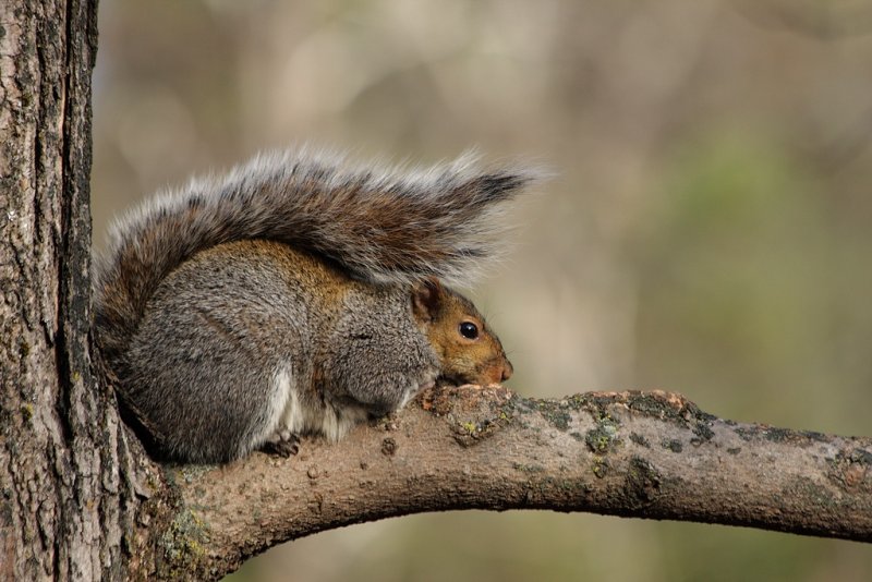 Écureuil gris / Grey Squirrel