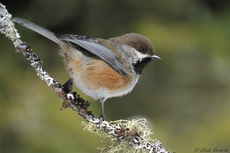 Msange  tte brune / Boreal Chickadee