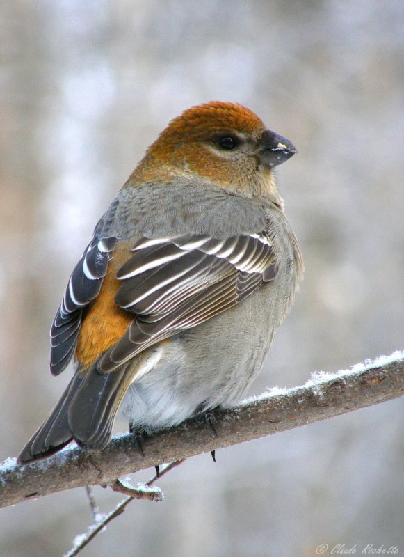 Durbec des sapins / Pine Grosbeak