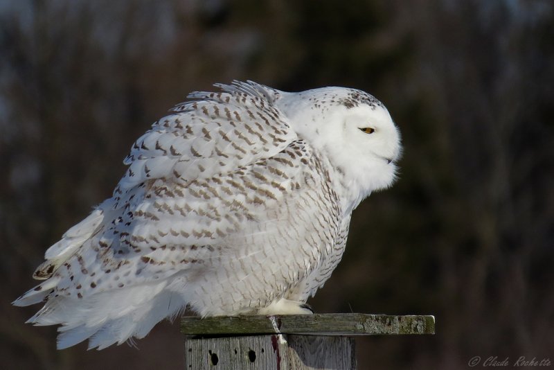 Harfang des neiges / Snowy Owl
