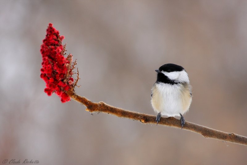 Msange  tte noire / Black-capped Chickadee