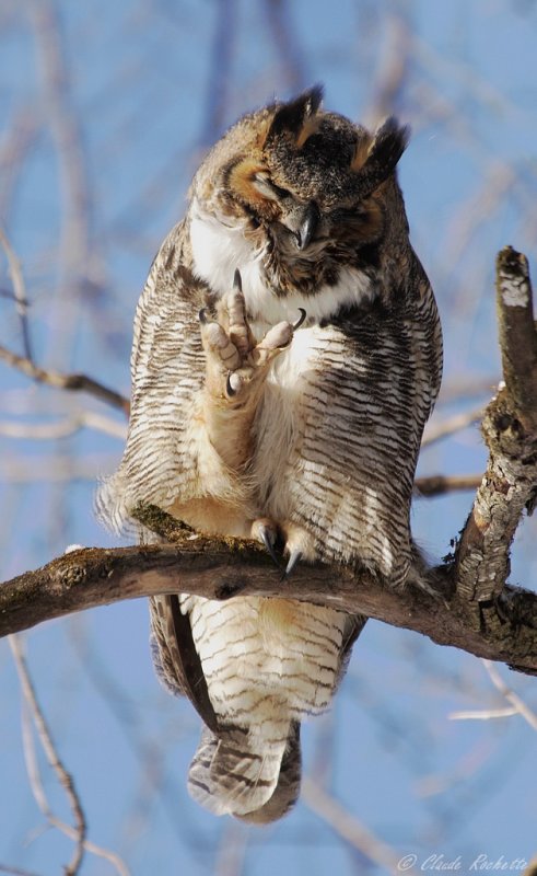 Grand Duc d'Amérique / Great Horned Owl
