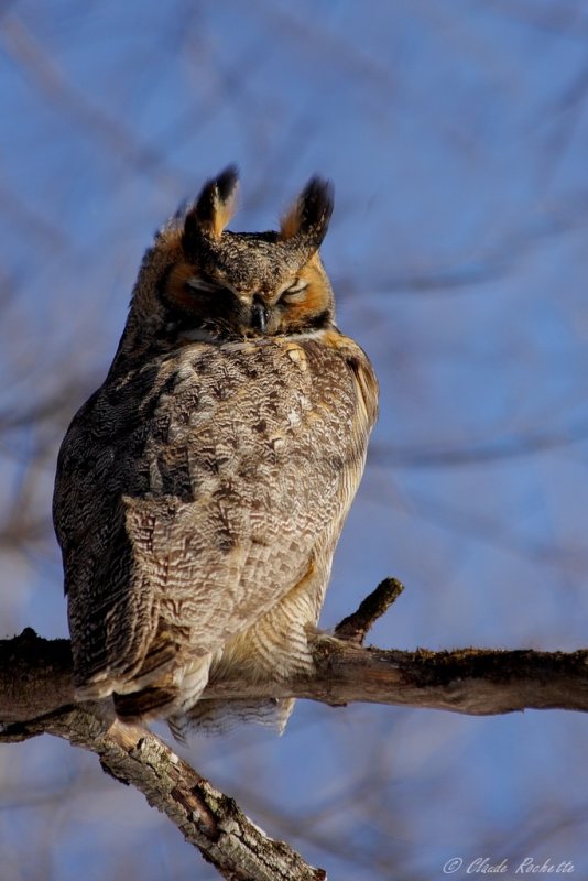 Grand Duc d'Amérique / Great Horned Owl