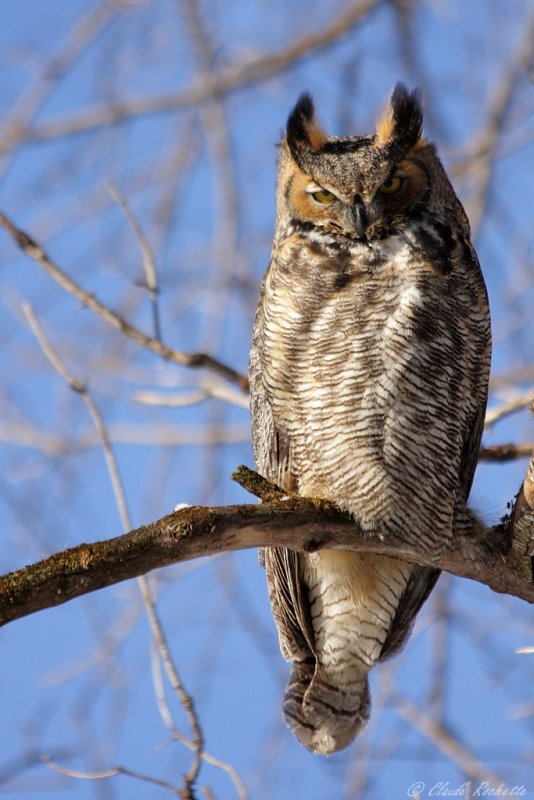 Grand Duc d'Amérique / Great Horned Owl