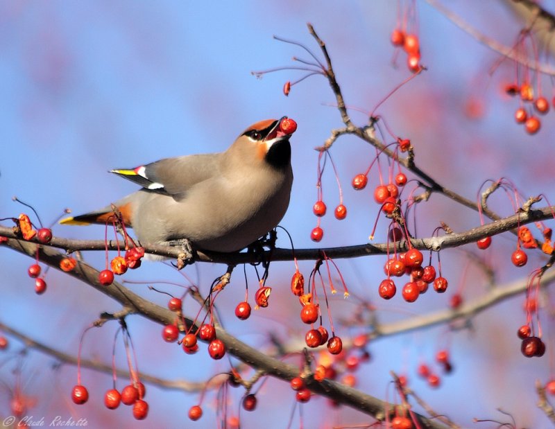 Jaseur Boréal / Bohemian Waxwing
