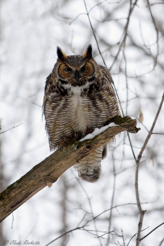 Grand Duc d'Amérique / Great Horned Owl