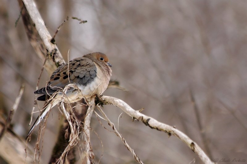 Tourterelle triste / Mourning Dove