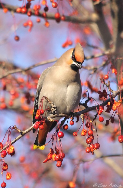 Jaseur Boréal / Bohemian Waxwing