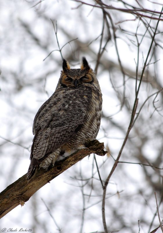 Grand Duc d'Amérique / Great Horned Owl