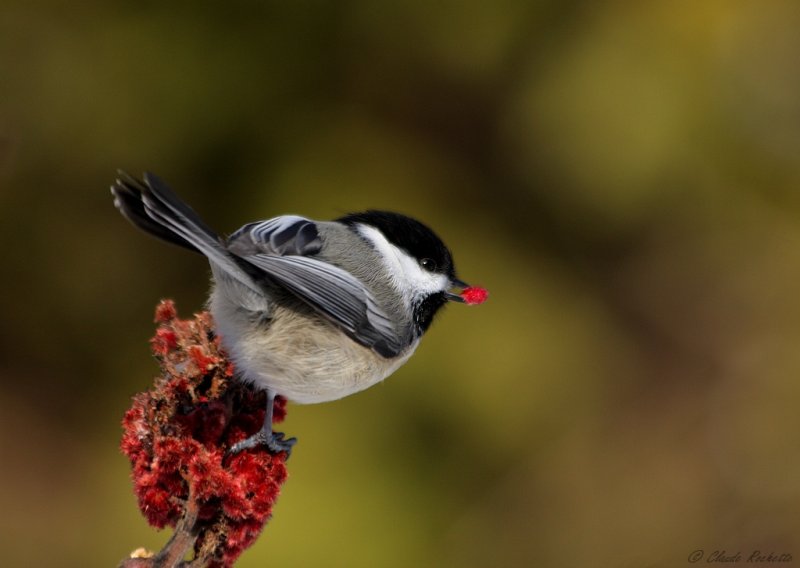 Msange  tte noire / Black-capped Chickadee