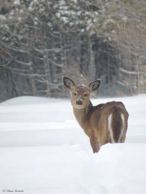 Cerf de Virginie / White-tailed Deer