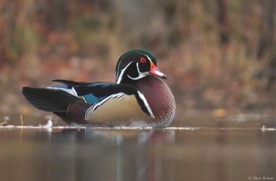 Canard Branchu / Wood Duck