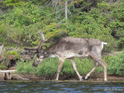 Caribou des bois / Woodland Caribou