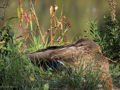 Canard colvert / Mallard