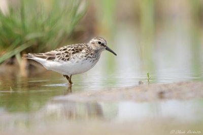 Bcasseau minuscule / Least Sandpiper