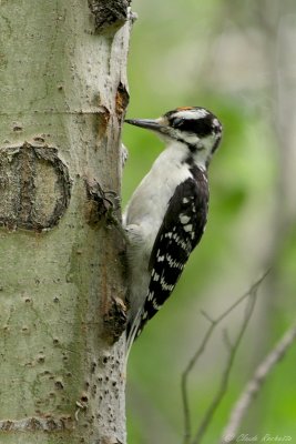 Pic chevelu / Hairy Woodpecker