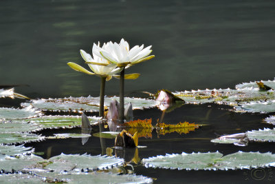 Waterlily #1