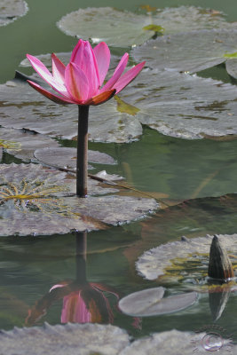 Waterlily #2