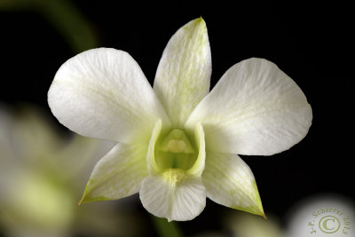 Dendrobium orchid (to confirm)