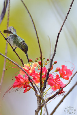 Plain-bellied Emerald hummingbird (Amazilia Leucogaster)