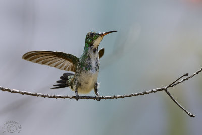 Plain-bellied Emerald hummingbird (Amazilia Leucogaster)