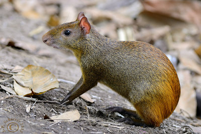 Agouti (Dasyprocta Azarae)