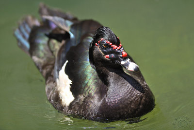 Pato crioulo- Wild Muscovy Duck (Cairina Moschata)