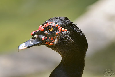 Pato crioulo- Wild Muscovy Duck (Cairina Moschata)