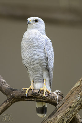 Gavião Pedrês - Gray-lined Hawk (Buteo Nitidus)
