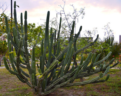 Cactus Mandacaru (Cereus Jamacaru) by day