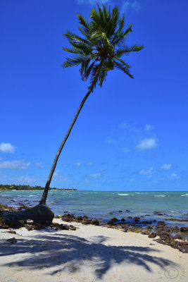Lone coconut tree...