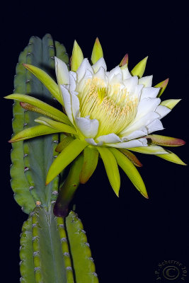 Cactus Mandacaru (Cereus Jamacaru)