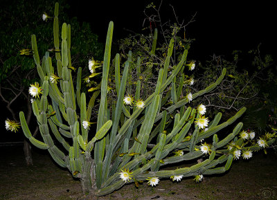 Cactus Mandacaru (Cereus Jamacaru) by night