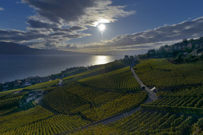 Vineyards over Lake Leman (Lake Geneva)