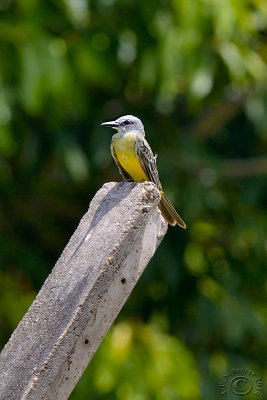 Great Kiskadee (Pitangus Sulphuratus)