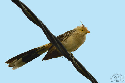 Guira Cuckoo - Anu Branco (Guira guira)