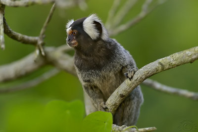 Common marmoset (Callithrix Jacchus)