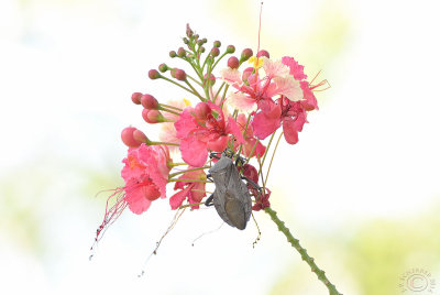 Pastel colors bug and flower
