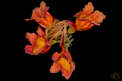 Spathodea Campanulata -Tulipier du Gabon