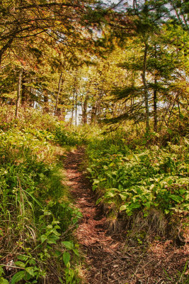 Woods path at Father Baraga's Cross hdr