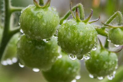 tomato after rain
