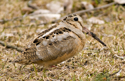 American Woodcock