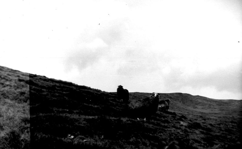 EPSON036_Copy.jpg