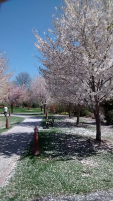 Back to the Arboretum May 2015