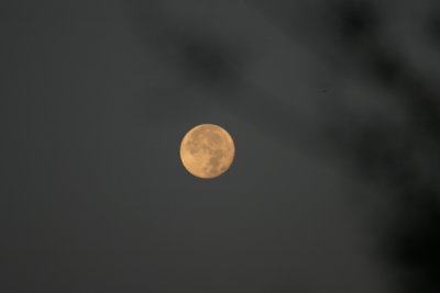 Moon Through the Forest Fire Smoke