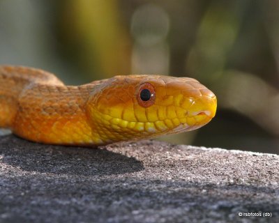 Yellow Rat Snake