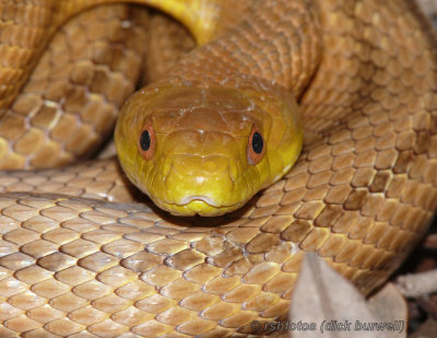 Yellow Rat Snake